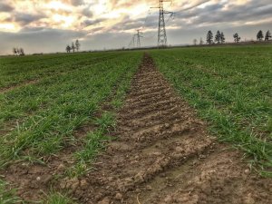 Pszenica rgt metronom - 23.11.2019