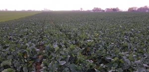 Rzepak ozimy LG Arkansas