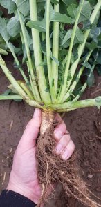 Rzepak ozimy LG Arkansas