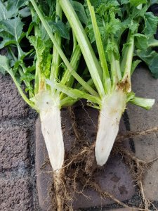 Rzepak ozimy LG Arkansas