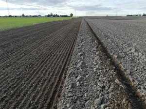 Siew pszenicy 3 dni po orce