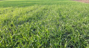 Pszenica Hondia Siana 150 kg/h