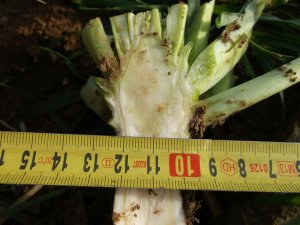 Architekt 33szt/m2. Siew ST co 45cm 23 sierpnia