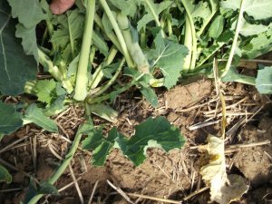 Architekt 33szt/m2. Siew ST co 45cm 23 sierpnia