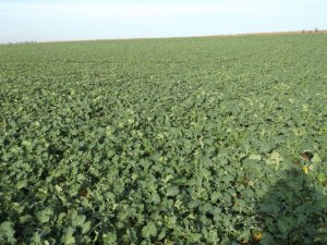 Architekt 33szt/m2. Siew ST co 45cm 23 sierpnia