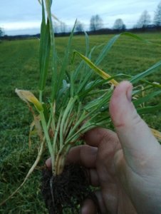 Jęczmień ozimy syngenty hybrydowy