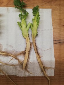 LG Architect - 30.12.2019