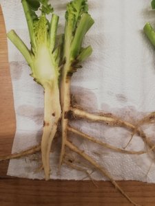 LG Architect - 30.12.2019