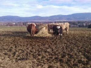 Bale grazing