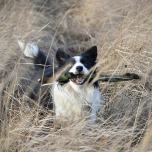 Border Collie