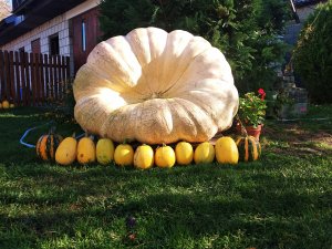 Dynia Olbrzymia Atlantic Giant Pumpkin