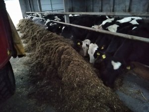 Jałówki po karmieniu