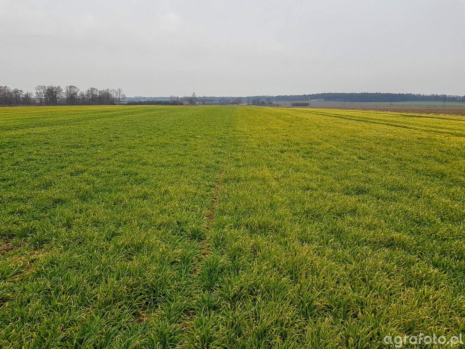 Jęczmień ozimy 18.01.2020 - zdjęcie, fotka, foto numer: 769354