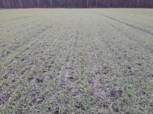 Pszenica KWS Fenomen