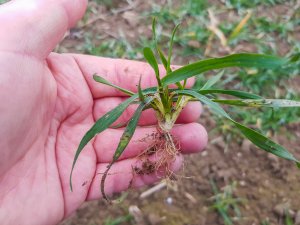 Pszenica ozima 18.01.2020