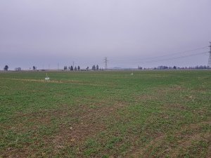 Pszenica ozima 18.01.2020