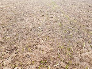 Pszenica ozima 18.01.2020