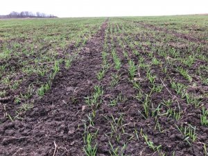 Pszenica ozima 19.01.