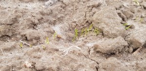 Pszenica ozima Arkadia 18.01.2019