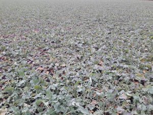 Rzepak Ozimy Derrick