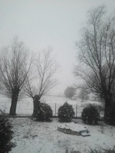 Zima w ogrodzie 2020