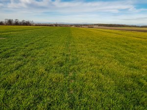 Jęczmień ozimy - 01.02.2020