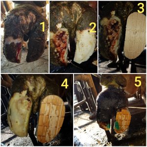 Opatrunki i podklejenie klocka