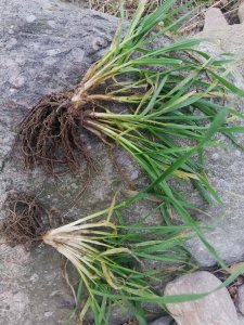 Pszenica jantarka 02.02.2020