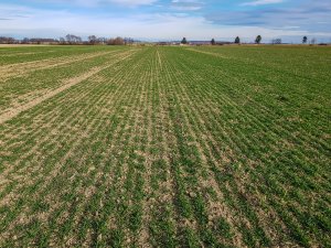 Pszenica ozima - 01.02.2020