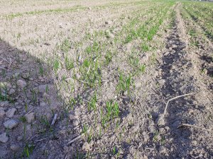 Pszenica ozima - 01.02.2020