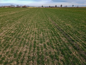 Pszenica ozima - 01.02.2020