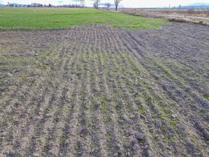 Pszenica ozima - 01.02.2020