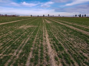 Pszenica ozima - 01.02.2020