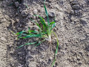 Pszenica ozima - 01.02.2020