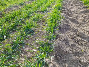 Pszenica ozima - 01.02.2020