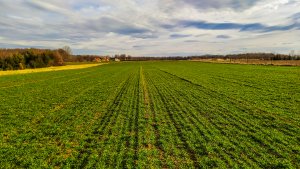 Pszenica ozima - 01.02.2020