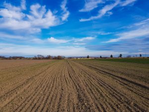 Pszenica ozima - 01.02.2020