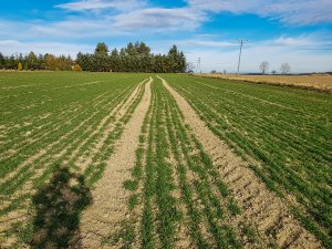 Pszenica ozima - 01.02.2020