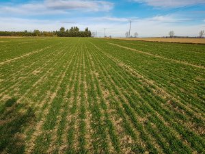 Pszenica ozima - 01.02.2020