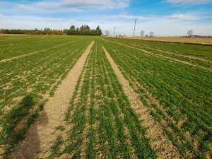 Pszenica ozima - 01.02.2020