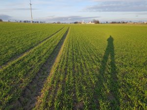 Pszenica ozima Delawar