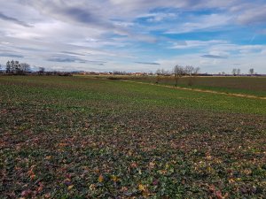 Rzepak ozimy 01.02.2020