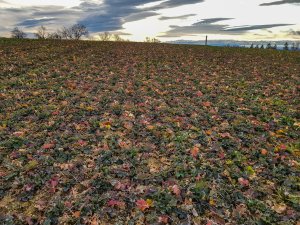 Rzepak ozimy 01.02.2020