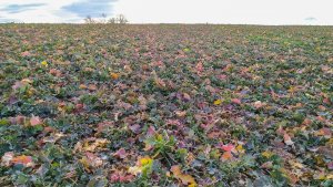 Rzepak ozimy 01.02.2020