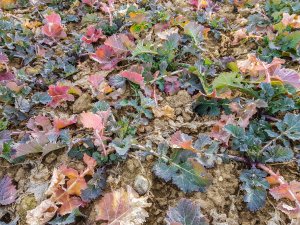 Rzepak ozimy 01.02.2020