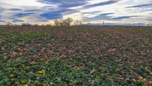 Rzepak ozimy 01.02.2020