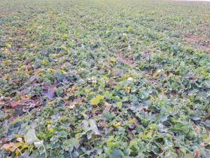 Rzepak ozimy 01.02.2020