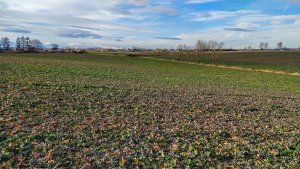 Rzepak ozimy 01.02.2020