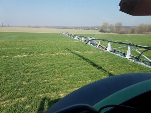 2 dawka n w pszenicy