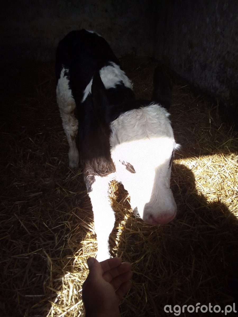 Jałówka zdjęcie, fotka, foto numer 774363 Galeria rolnicza agrofoto